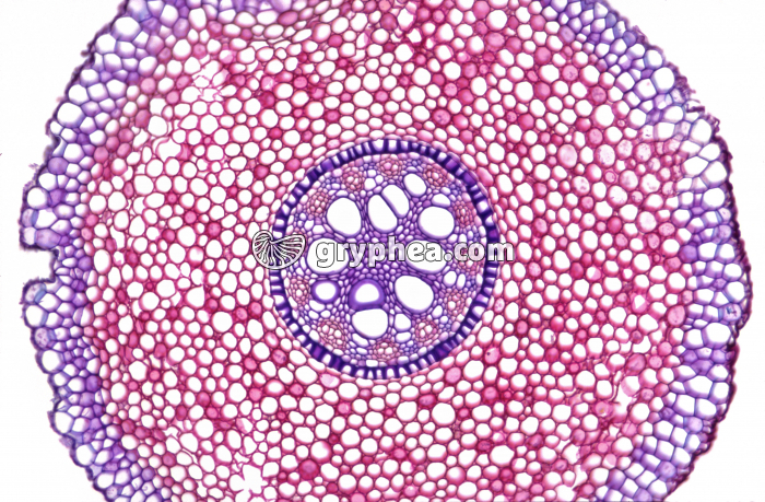 Racine d'Iris CT x15  - gryphea.com